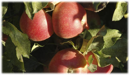 Apples at Riley's Farm