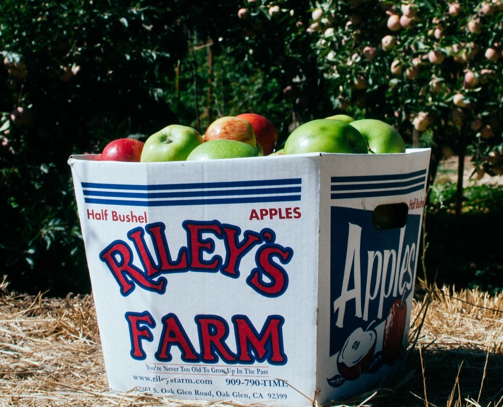 Apples in half bushel cropped Riley's Farm Riley's Farm