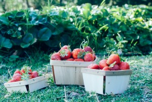 Baskets of strawberries 1 by Megan Laurie