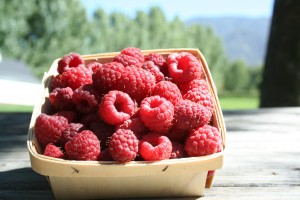 Raspberries half pint w poplars